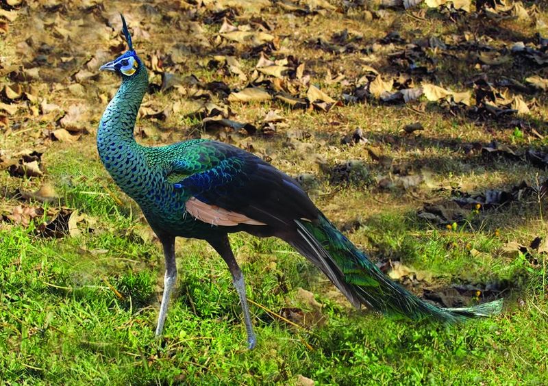 Green Peafowl