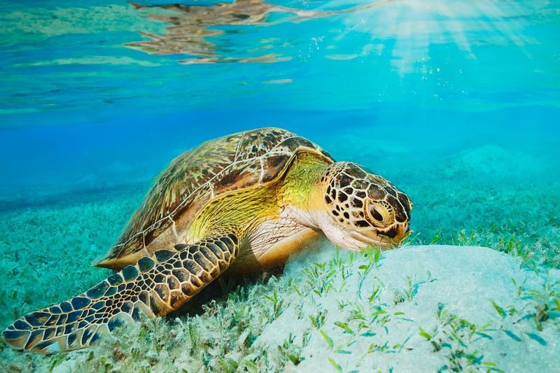 Green Sea Turtle