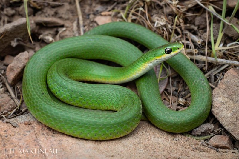 Green Snake