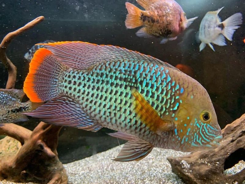 Green Terror Cichlid