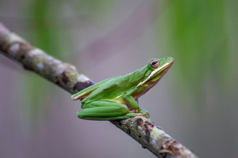 Green Tree Frog