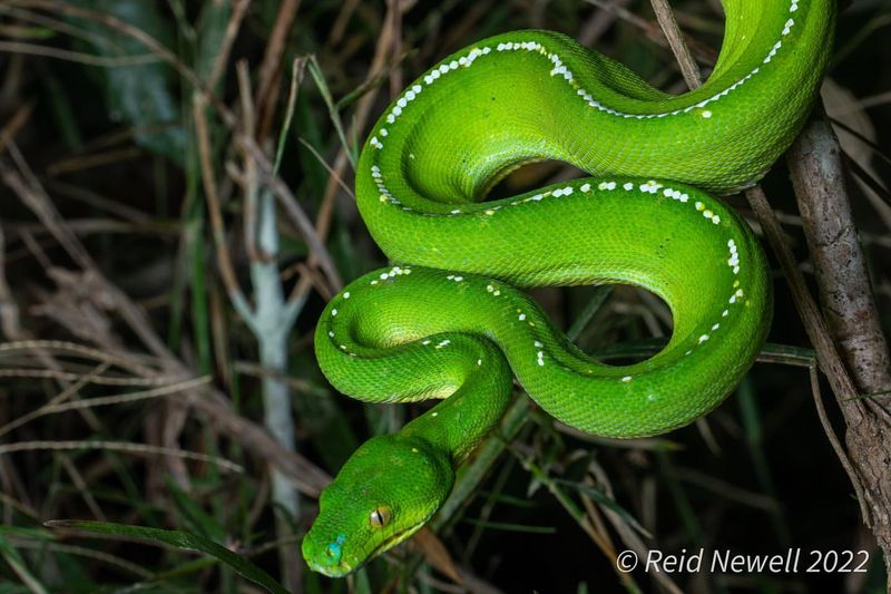 Green Tree Python