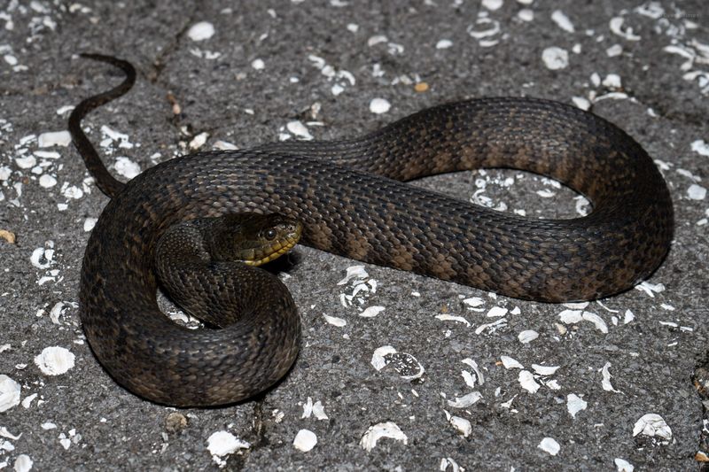 Green Water Snake (Nerodia cyclopion)