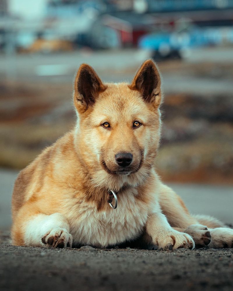 Greenland Dog