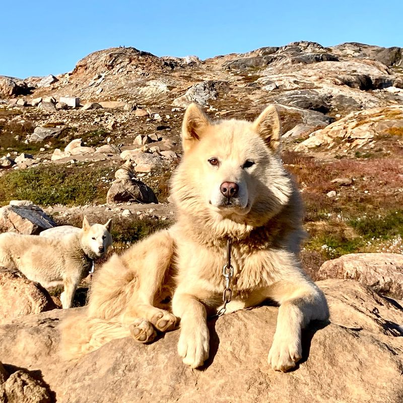 Greenland Dog