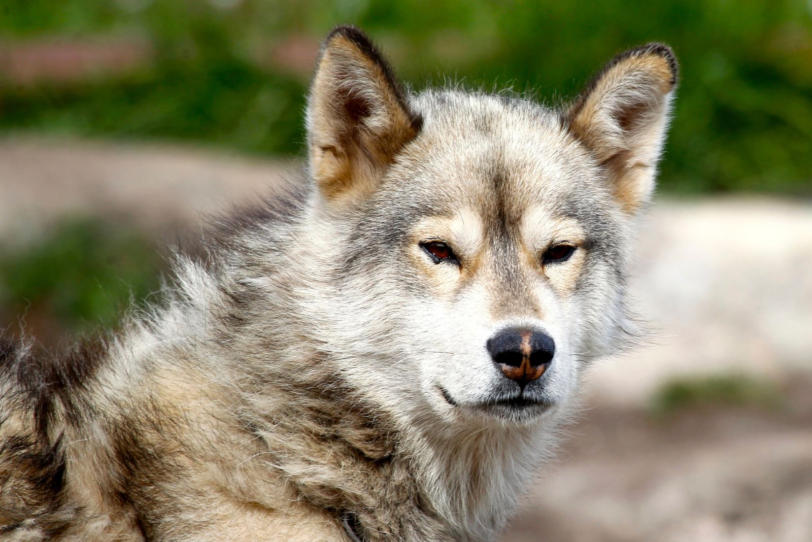 Greenland Dog