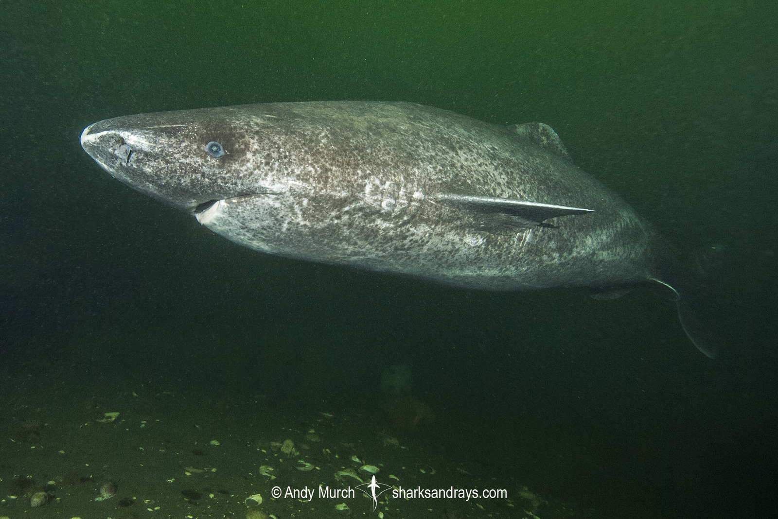 Greenland Shark