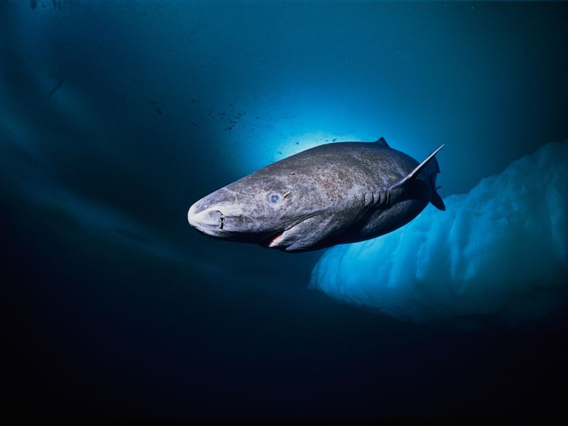 Greenland Shark