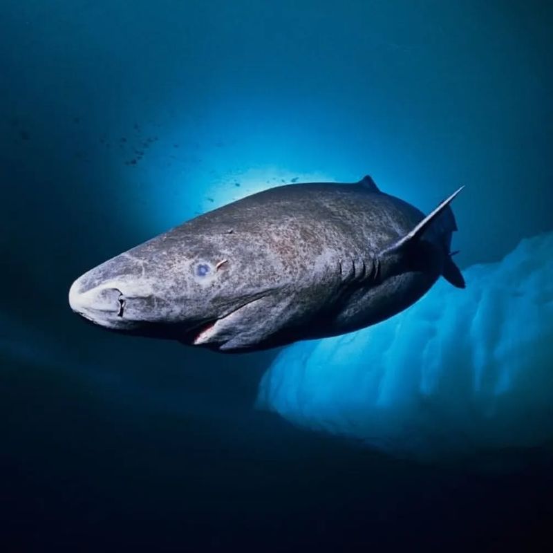 Greenland Shark (St. Lawrence River, Canada)