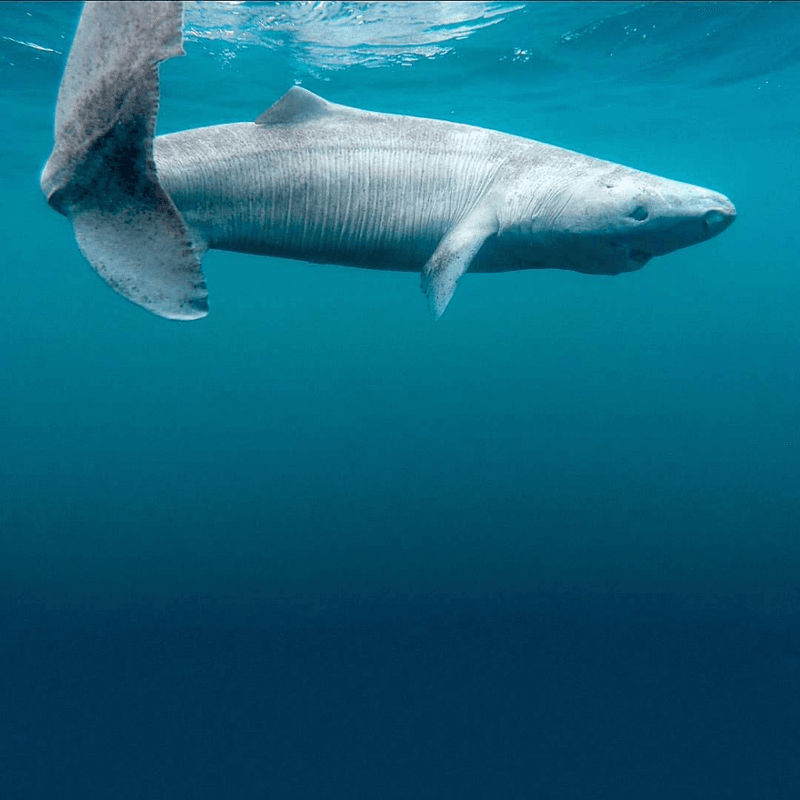 Greenland Shark