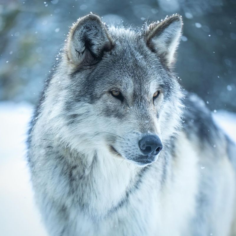 Grey Wolf