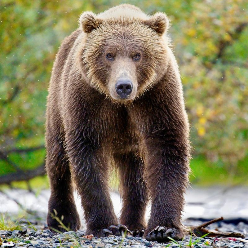 Grizzly Bear