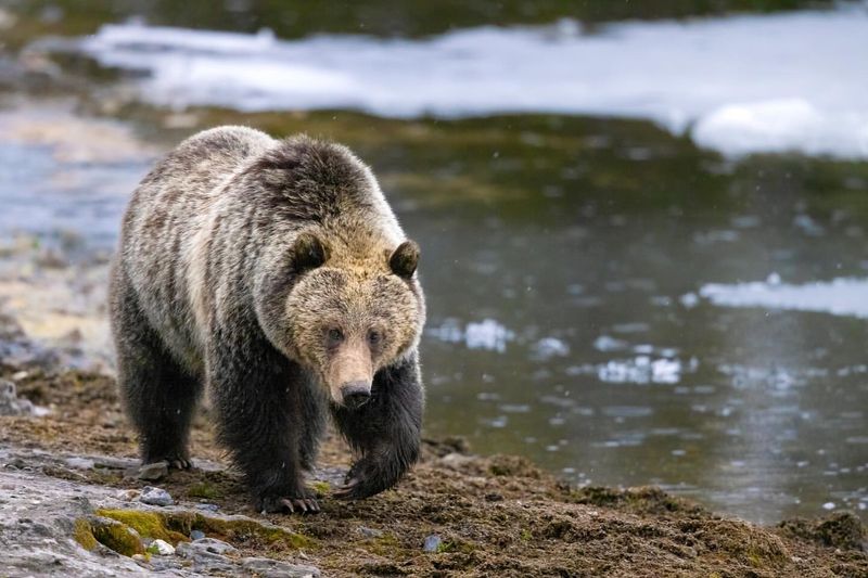 Grizzly Bears