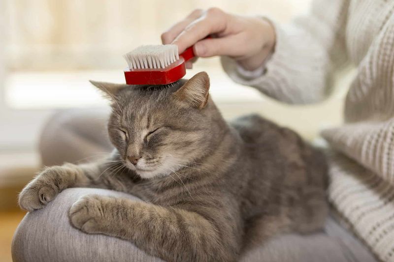 Grooming Needs