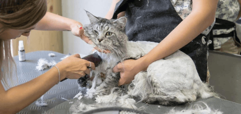 Grooming Needs