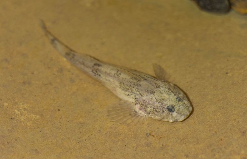 Grotto Sculpin