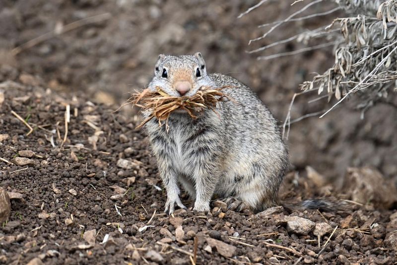 Ground Squirrels