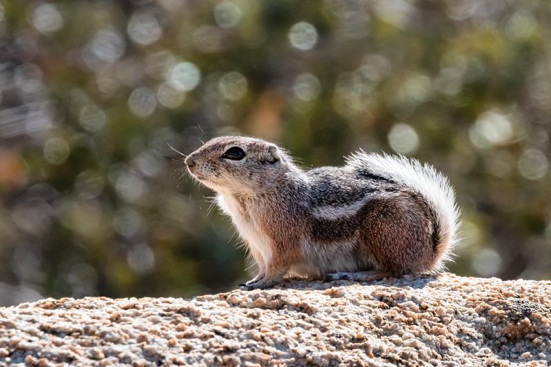 Ground Squirrels