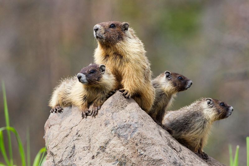 Groundhogs