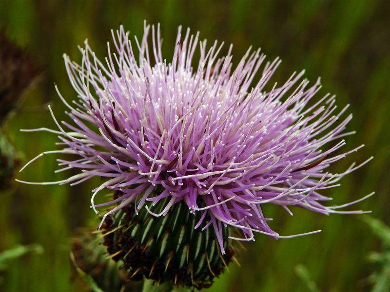 Grow Thistle Plants