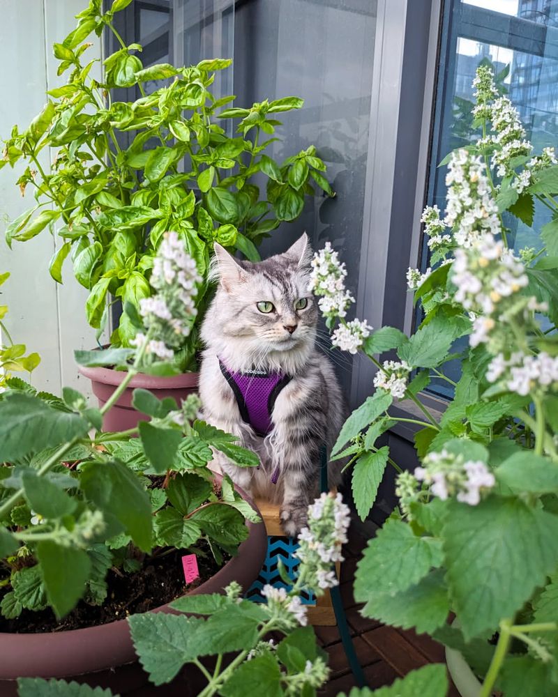 Growing Your Own Catnip