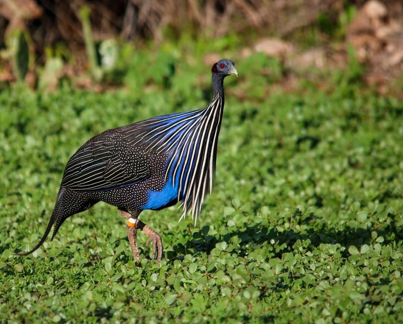 Guinea Fowl