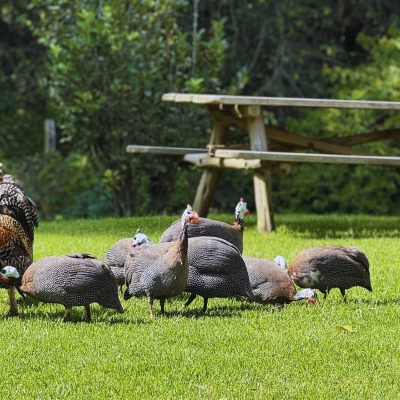 Guinea Fowl