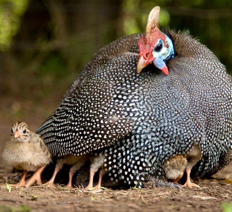 Guinea Fowl