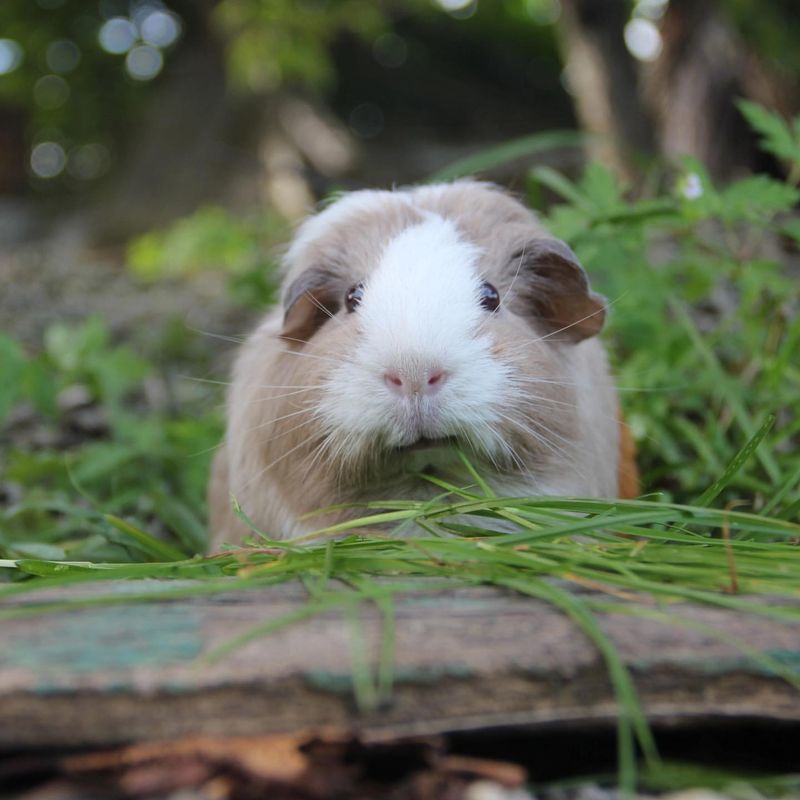 Guinea Pig