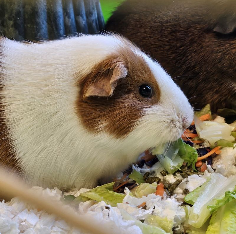 Guinea Pig