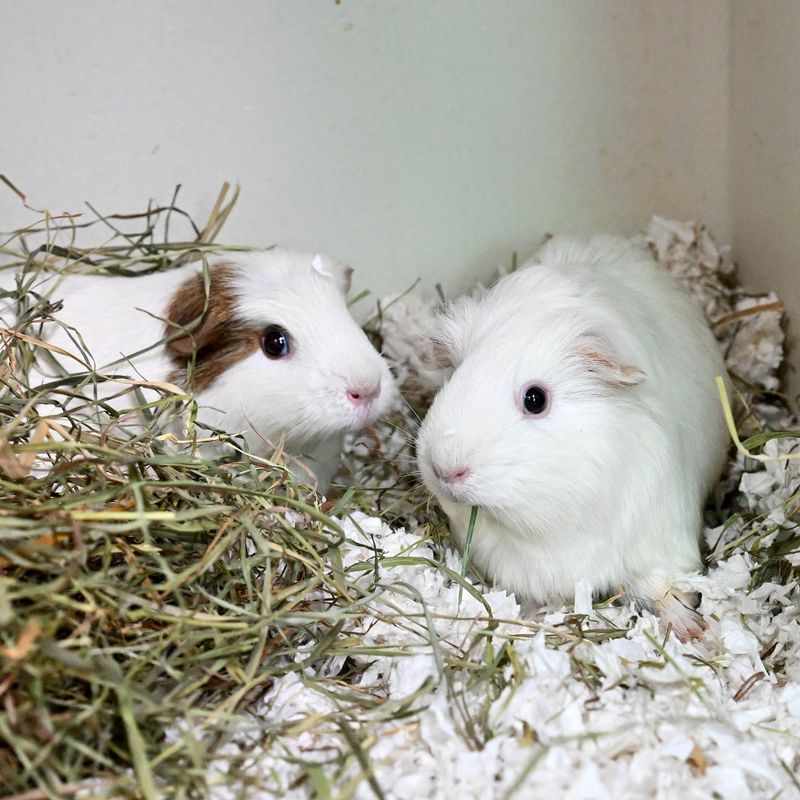 Guinea Pigs