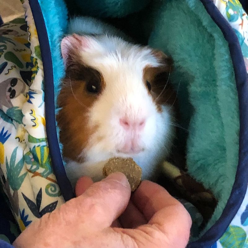 Guinea Pigs in Therapy