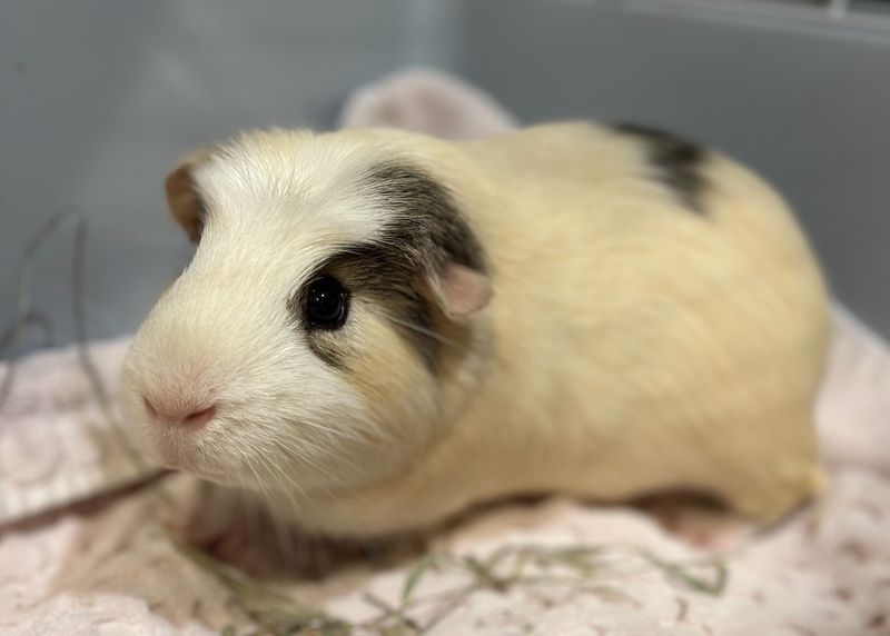 Guinea Pigs