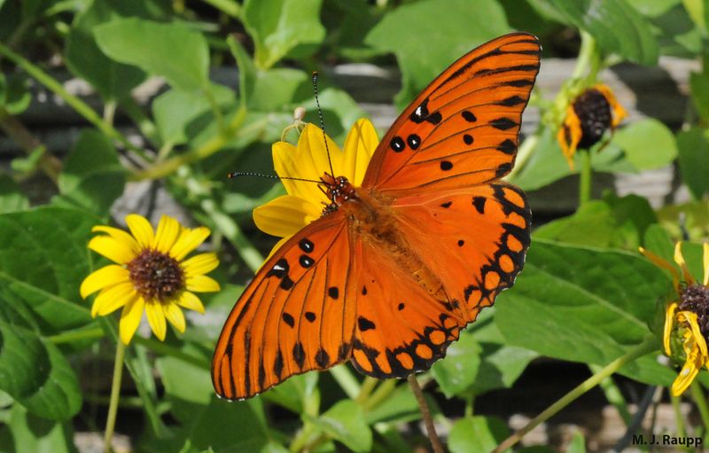 Gulf Fritillary