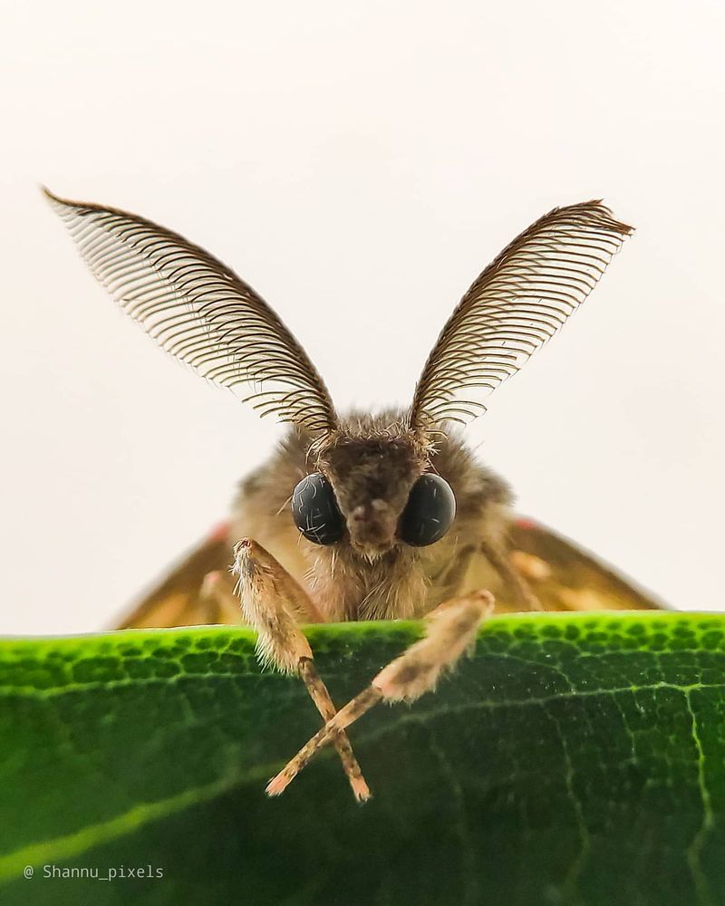 Gypsy Moth