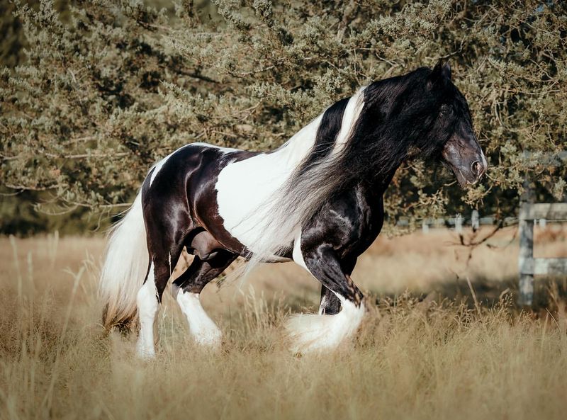 Gypsy Vanner