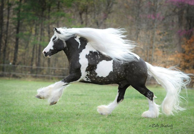 Gypsy Vanner