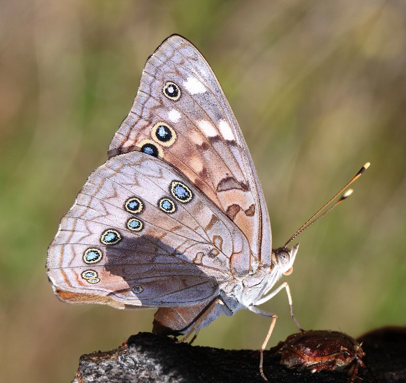 Hackberry Emperor