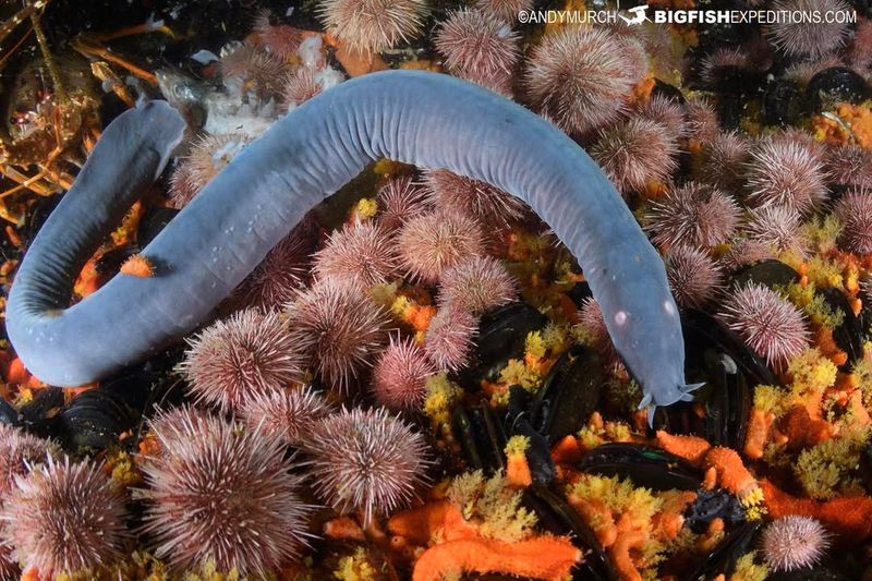 Hagfish