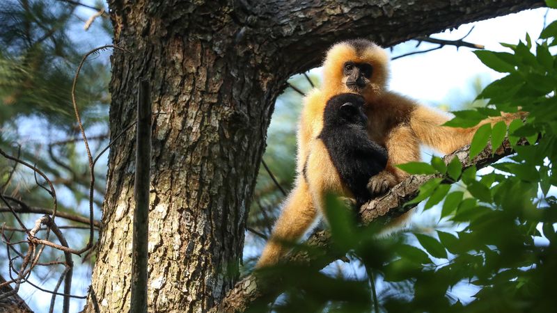 Hainan Gibbon