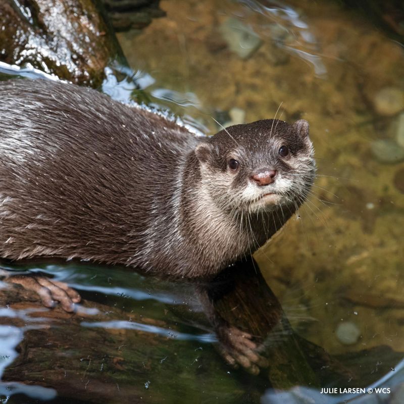 Hairy-Nosed Otter