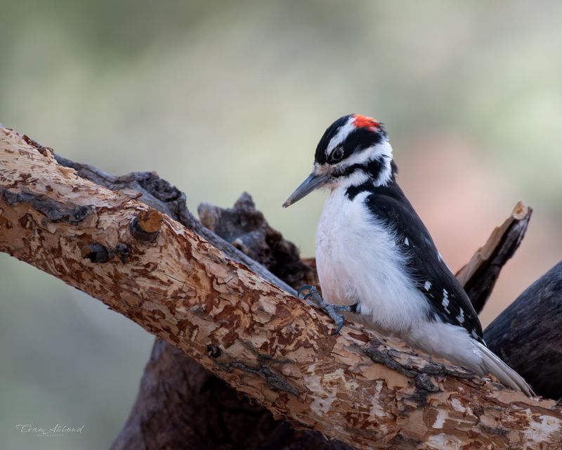 Hairy Woodpecker