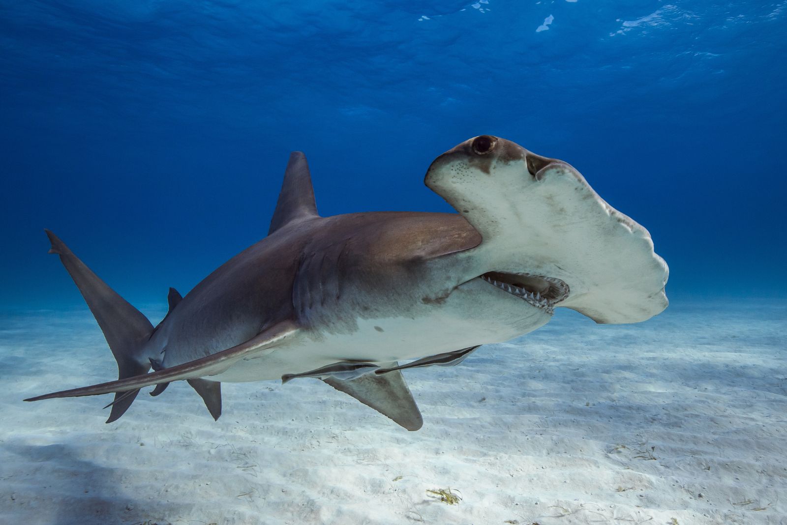 Hammerhead Shark