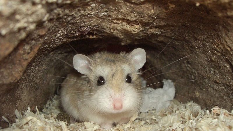 Hamsters' Nocturnal Nature