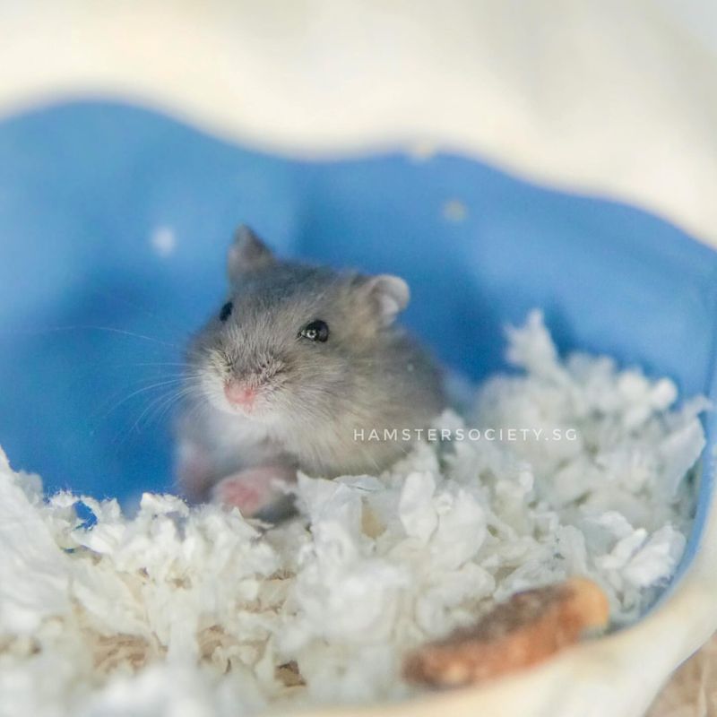 Hamsters' Incredible Memory