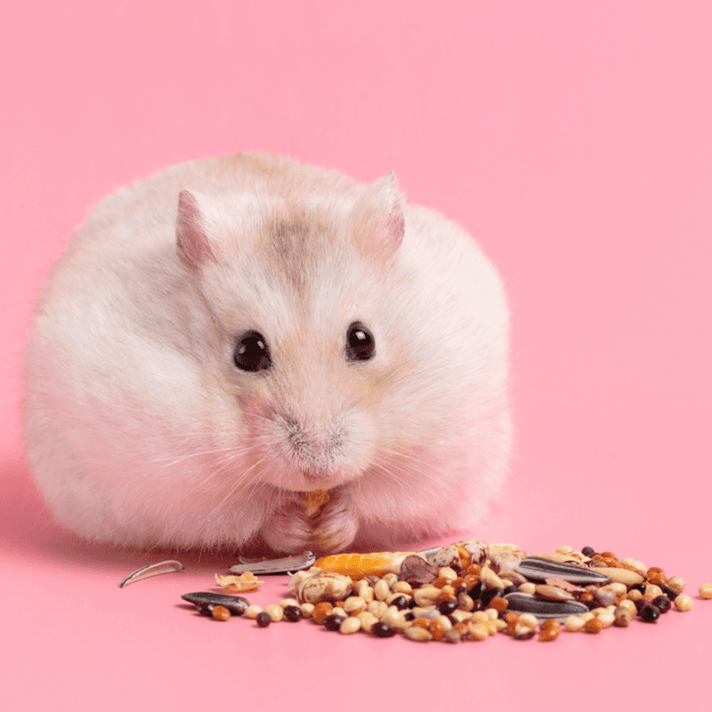 Hamsters' Dietary Needs