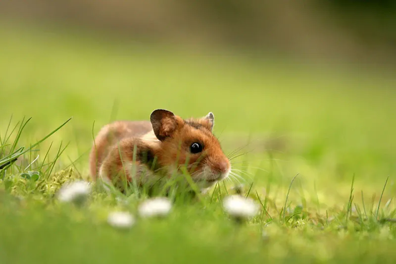 Hamsters' Solitary Nature