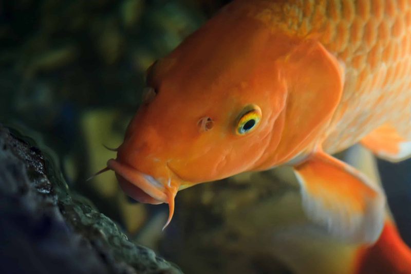 Hanako the Koi Fish