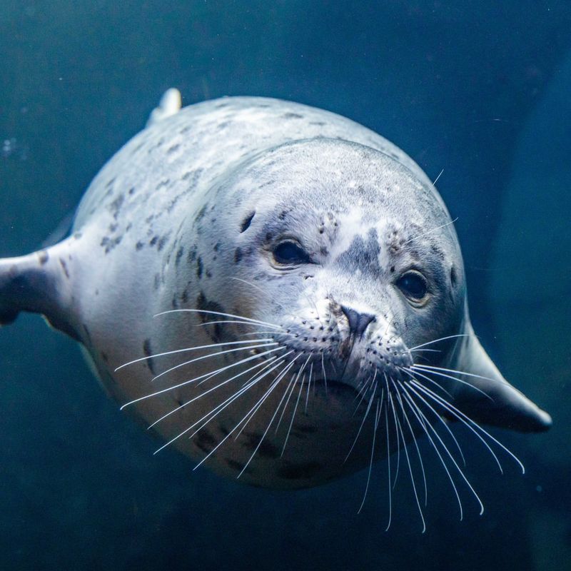 Harbor Seal