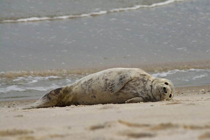 Harbor Seals